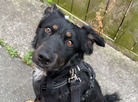 Border collie