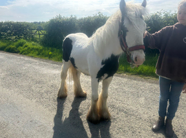 gypsy cob gelding 11,3 pony
