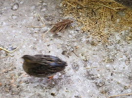 Chinese painted quails