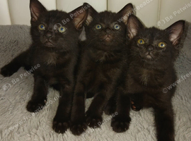 Domestic house kittens