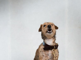 Poodle x terrier