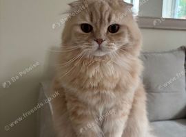 Beautiful Scottish fold longhair