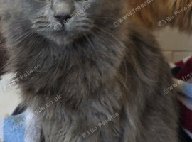 Male cat