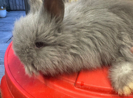 Full face English Angora