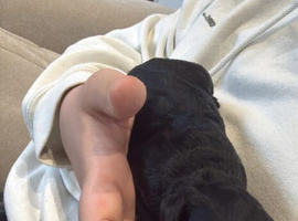 Cockapoo Puppies