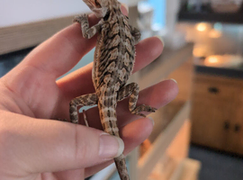 Baby bearded dragon ready now
