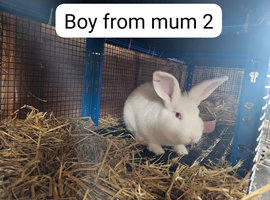 NewZealand White rabbits for sale