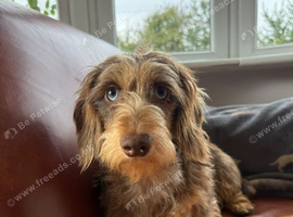 Kennel club registered wire haired miniature dachshund