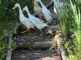 Male runner ducks for sale
