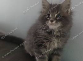 Pedigree maine coon kitten