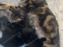 Gorgeous kittens