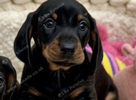Gorgeous miniature dachshund puppies
