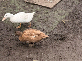 3 ducks