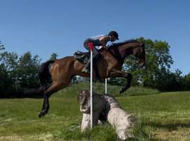 9yo 17.2hh gelding