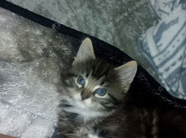 Female tabby long haired