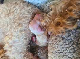 Puppies for sale girls 2500 and boys 2000