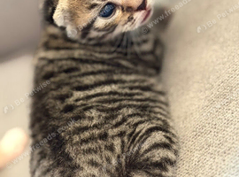 X2 Male Kittens (Ready 15/08/26)
