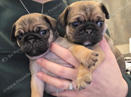 Pug puppies