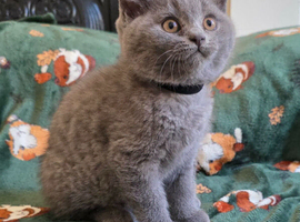 Beautiful British Shorthair kittens