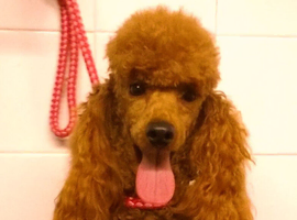 Toy Poodle at stud. Kennel club registered.