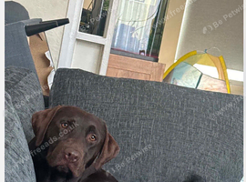 Chocolate Labrador, Belle.