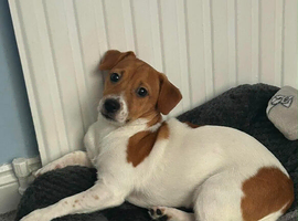 Male Jack Russell