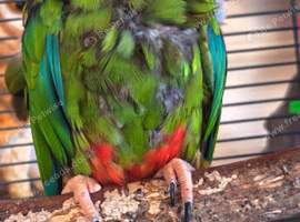 Mature Blue winged macaw