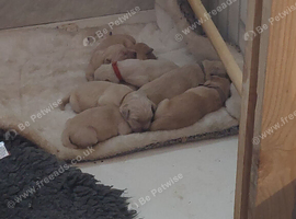 Puppies