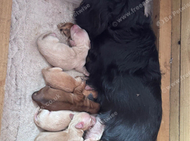Longhaired miniature dachshunds
