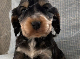 Show Cocker Spaniel Puppies