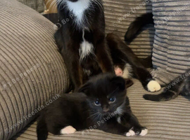 Female kitten