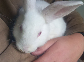 Reduced from &pound;100 to &pound;50 so I find my forever home.