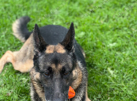 Male German Shepherd