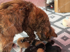 Kittens for sale