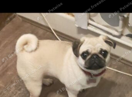 Pug bitch full pedigree