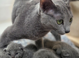 Tica registered pedigree Russian Blue kittens
