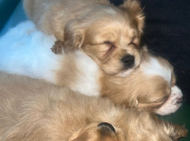 Beautiful cavapoo pups