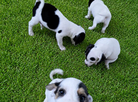 Beautiful jackapoo x jack russle puppy's