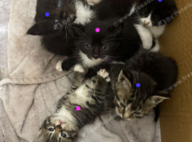 Tabby/domestic Kittens