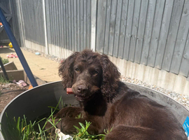 meet Rosie x