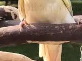 Wanted mooncheek conure