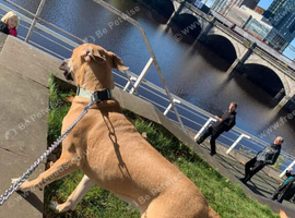 CANE CORSO CROSS LUCHER