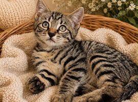 Beautiful bengal kittens