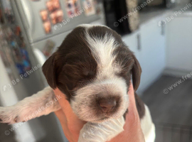 Show cocker puppies