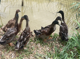 Trio of young Indian Runner Ducks