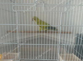 3 months old Quaker and cage