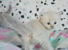 Champion bred GCC Registered male ragdoll kittens ready to view