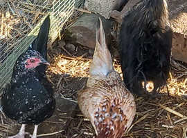 Serama females