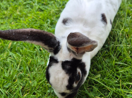 Bonded pair