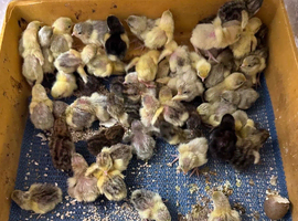 Chinese painted quail hatching eggs
